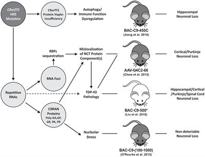 Mouse Models of C9orf72 Hexanucleotide Repeat Expansion in Amyotrophic Lateral Sclerosis/ Frontotemporal Dementia